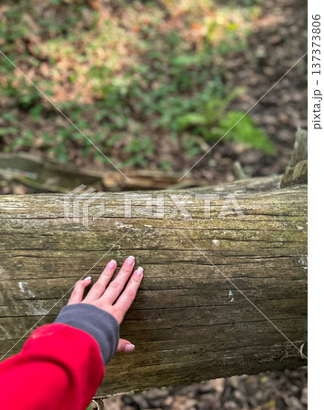 Hand touching a fallen log in the forest, shallow depth of field and red sleeve detail 137373806