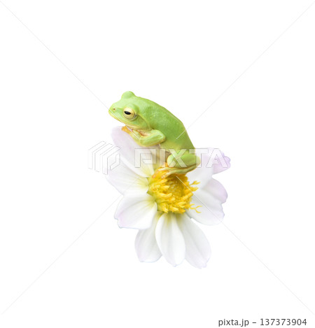シングル咲きダリアの花びらに乗る可愛らしいカエル シングル咲きダリアの花びらに乗る可愛らしいカエル 137373904
