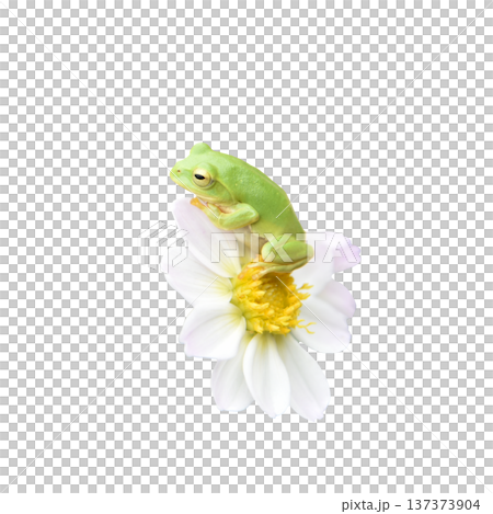 シングル咲きダリアの花びらに乗る可愛らしいカエル シングル咲きダリアの花びらに乗る可愛らしいカエル 137373904