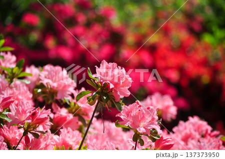 春のツツジの花のクローズアップ（柔らかな前ボケ） 137373950
