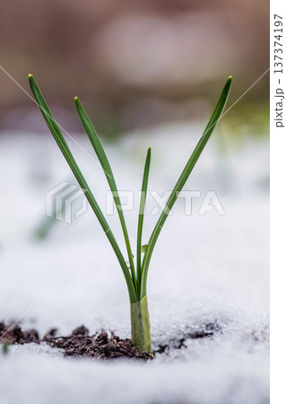 Snowdrifts frame emerging green plant sprout 137374197