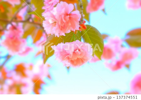 爽やかな青空と美しい八重桜 137374551