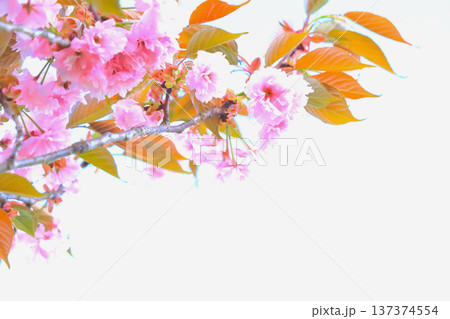 美しいピンクの八重桜 美しいピンクの八重桜 137374554