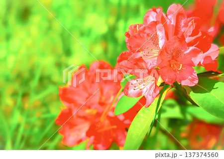 日差しを浴びる赤い石楠花の花 日差しを浴びる赤い石楠花の花 137374560