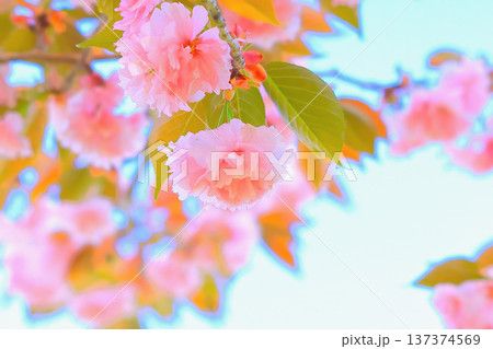 爽やかな青空と美しいピンクの八重桜 爽やかな青空と美しいピンクの八重桜 137374569