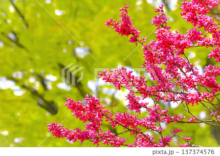 満開の赤紫のハナズオウ 137374576