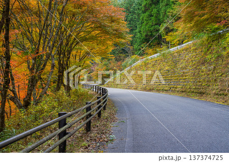 豊田市の大井平公園の紅葉した木々の風景(愛知県) 137374725