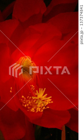 クジャクサボテン（エピフィラムサボテン）待ち受け画面 137374841