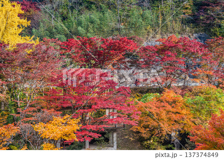 豊田市の大井平公園の紅葉した木々の風景(愛知県) 137374849