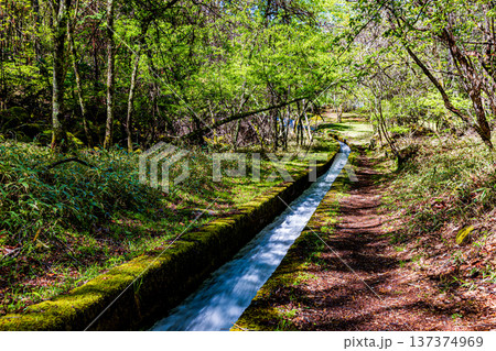 長野県 御射鹿池の新緑風景 長野県 御射鹿池の新緑風景 137374969