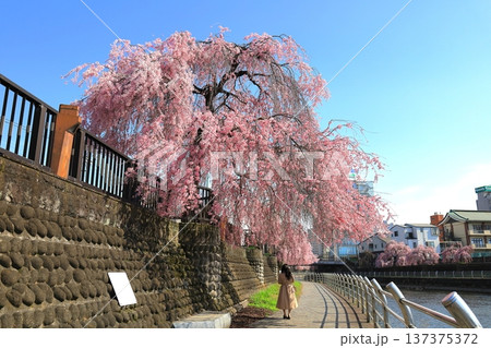 田川のしだれ桜並木/栃木県宇都宮市 田川のしだれ桜並木/栃木県宇都宮市 137375372