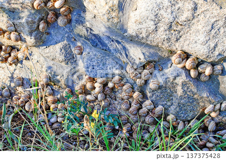 Colony of snails on rocks in the natural environment Colony of snails on rocks in the natural environment 137375428