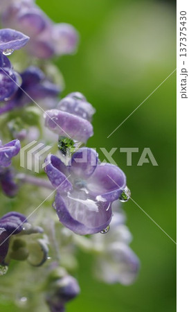 梅時期の青紫色紫陽花待ち受け画面 2 梅時期の青紫色紫陽花待ち受け画面 2 137375430