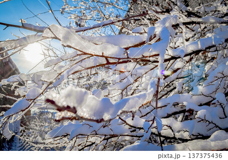 The snow-covered branches of the tree glitter in the rays of the sun. Transparent sparkling ice 137375436