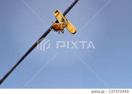 The spider is an ordinary spider sitting on a clothespin. Background Screensaver Cover 137375449