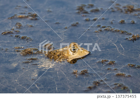 Portrait of a frog 137375455