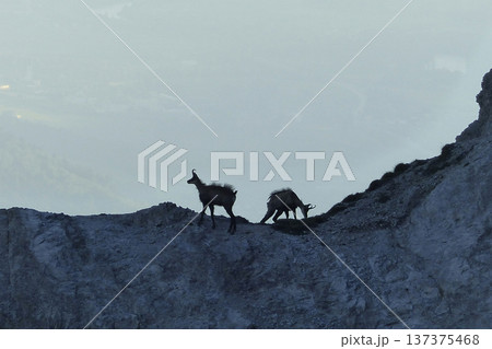 Herd of Chamois in the Karwendel Mountains in Austria 137375468