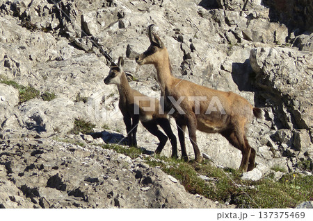 Chamois in the Karwendel Mountains in Austria 137375469
