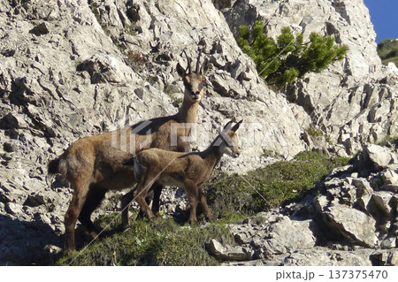 Chamois in the Karwendel Mountains in Austria Chamois in the Karwendel Mountains in Austria 137375470