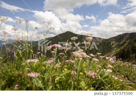 Mountain hiking at Brecherspitze mountain, Bavaria, Germany in summertime 137375500