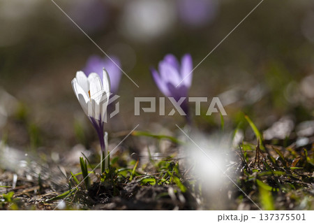 Crocus flowers on a meadow outside, springtime 137375501