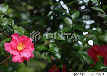 山茶花と雨 山茶花と雨 137375631