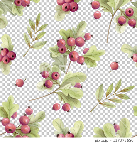 Watercolor fall seamless pattern with hawthorn berries and green leaves. Autumn botanical background for textile or wrapping paper 137375650