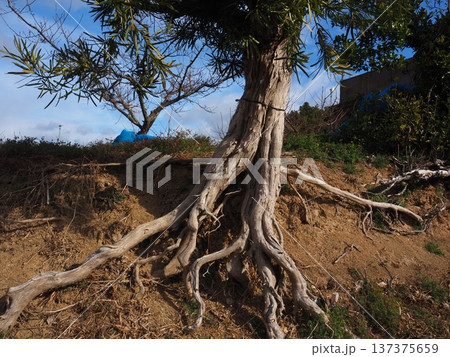 大きな木の根 137375659