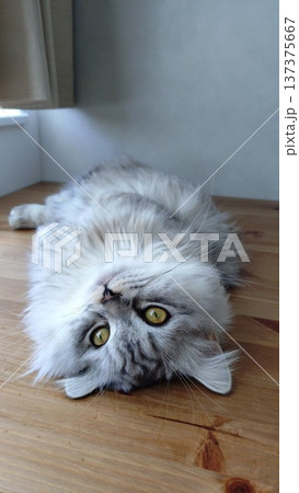 朝陽を浴びながらヘソ天の猫 朝陽を浴びながらヘソ天の猫 137375667