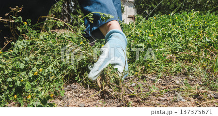 a man pulls weeds from the ground, banner 137375671