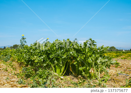 dense celery growing in rural farmland 137375677