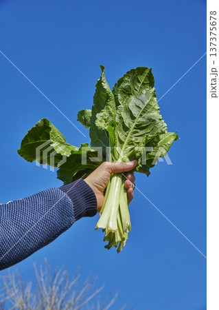 a man raises a bunch of wild swiss chard outdoors a man raises a bunch of wild swiss chard outdoors 137375678
