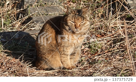 かわいい野良猫 かわいい野良猫 137375729