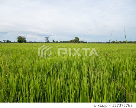 Green Rice Field Under Overcast White Sky. Green Rice Field Under Overcast White Sky. 137375768