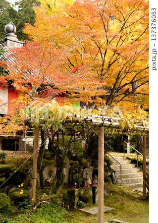 京都　東山　新那智山　今熊野観音寺（西国三十三所巡礼十五番）　大師堂と紅葉 137376083