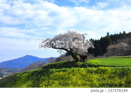 一本桜　小沢の桜／福島県田村市 137376194