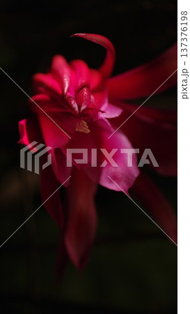 シャコバサボテン（クリスマスカクタス）待ち受け画面 3 137376198