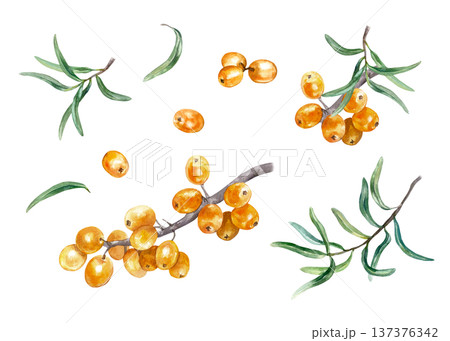 Ripe orange sea buckthorn berries with a branch and green leaves. Botanical set. Hand drawn watercolor illustration, isolated. Suitable for label design for tea, jam, oil and cosmetics. 137376342