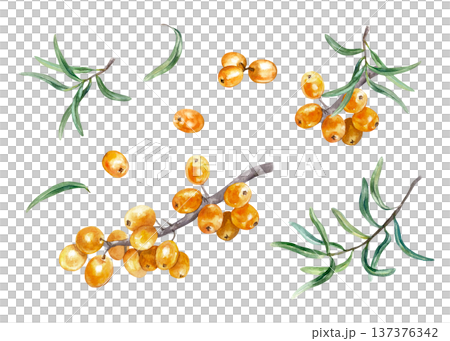 Ripe orange sea buckthorn berries with a branch and green leaves. Botanical set. Hand drawn watercolor illustration, isolated. Suitable for label design for tea, jam, oil and cosmetics. 137376342