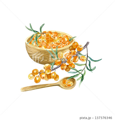 Sea buckthorn berries in a wooden bowl and spoon with a botanical branch lying nearby. Hand drawn watercolor illustration, isolated. Suitable for label design for tea, jam oil and cosmetics. 137376346