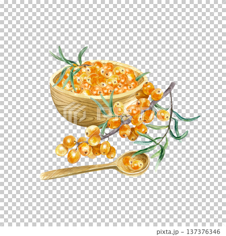 Sea buckthorn berries in a wooden bowl and spoon with a botanical branch lying nearby. Hand drawn watercolor illustration, isolated. Suitable for label design for tea, jam oil and cosmetics. 137376346