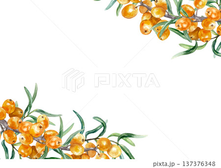 Sea buckthorn frame, ripe berries and green leaves. Corner with space for text. Hand drawn watercolor illustration, isolated. Label design for tea, jam, oil and cosmetic products. 137376348