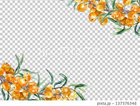Sea buckthorn frame, ripe berries and green leaves. Corner with space for text. Hand drawn watercolor illustration, isolated. Label design for tea, jam, oil and cosmetic products. 137376348