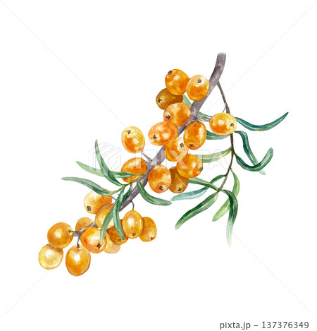 Sea buckthorn branch, ripe berries and green leaves. Hand drawn watercolor illustration, isolated, in a botanical style. Suitable for label design for tea, oils, jams and cosmetics. 137376349