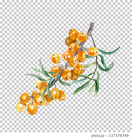Sea buckthorn branch, ripe berries and green leaves. Hand drawn watercolor illustration, isolated, in a botanical style. Suitable for label design for tea, oils, jams and cosmetics. 137376349