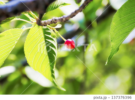 桜の実・観賞用サクランボ 137376396