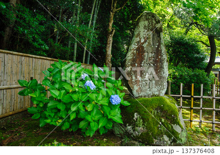 松江の月照寺 松江の月照寺 137376408