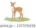 Watercolor forest deer on grass. Nature clipart featuring woodland animal for cards and nursery posters. 137376438