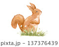 Watercolour squirrel in grass, woodland isolated drawing. Hand drawn illustration, animal art 137376439