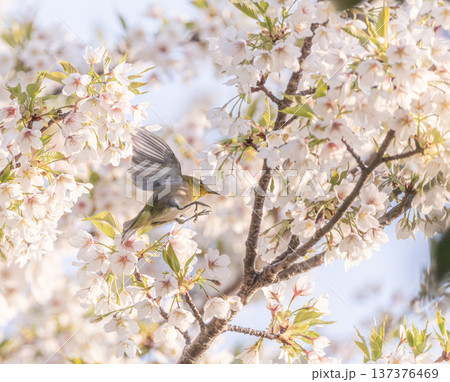 大島桜とメジロ 大島桜とメジロ 137376469